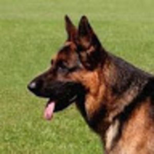 Meet your Posher, Amannie